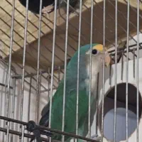 طوطی کوتوله بریزیلی