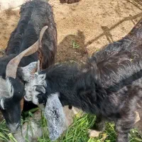 بز و بیگ نر|حیوانات مزرعه|دزفول, |دیوار