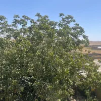 ۹۰ متری دربست|اجارهٔ خانه و ویلا|مشهد, فرخد|دیوار