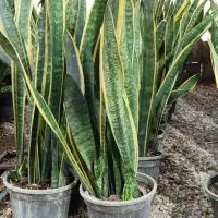 تولید سانسوریا|گل و گیاه طبیعی|اصفهان, زاجان|دیوار