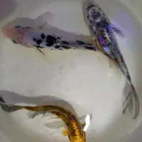 ماهی کوی|ماهی|اراک, |دیوار