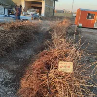 نهال انگور با ضمانت کتبی تسویه درب منزل|خدمات باغبانی و درختکاری|تاکستان, |دیوار