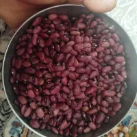 فروش لوبیا قرمز
