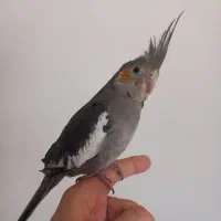 دو تا جوجه عروس هلندی دستی|پرنده|تهران, ارامنه|دیوار