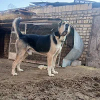 سگ آلابای نر