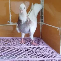 پرنده|پرنده|اهواز, دغاغله|دیوار