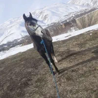 اسب|اسب و تجهیزات اسب‌سواری|سیلوانه, |دیوار