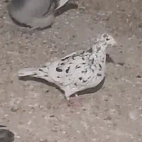 شامی کاکلی روشن و...|پرنده|قائن, |دیوار