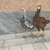 مرغ نسل دار|حیوانات مزرعه|سراوان, |دیوار