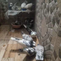 تعدادی کفترپرشی