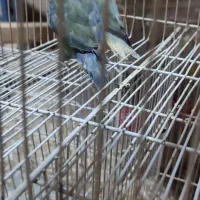 طوطی استوایی نژادکاسکو،کوتوله رنگ خواص،شاه طوطی|پرنده|مشهد, کریم آباد|دیوار