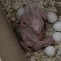 فروش جوجه عروس لوتینو