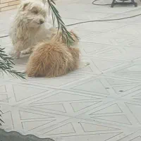 سگ پا کوتاه