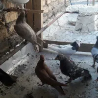 دسه کفتر پلاکی و رنگی|پرنده|شاهین‌شهر, گرگاب|دیوار
