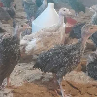 جوجه بوقلمون برنز بوربون 45  روزه تمام نر