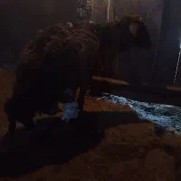 گوسفند پاشکسته