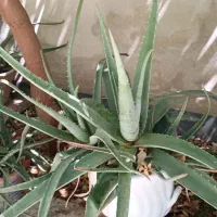 تعدادی آلوئه ورا هست  برای عرق گیری خوبه