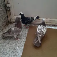 کبوتر سیاه|پرنده|شاهین دژ, |دیوار