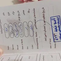 خرگوش|موش و خرگوش|تهران, نارمک|دیوار