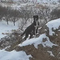 فروش فوری توله نر خراسانی۶ماهه