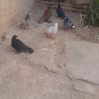 فروش کبوتر|پرنده|ضیاء آباد, |دیوار