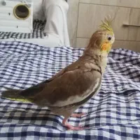 فروش سه عدد عروس هلندی