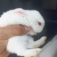 بچه خرگوش مینی|موش و خرگوش|اهواز, کوی علوی|دیوار