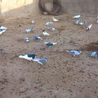 کفترساده چپ خال طوقی پرشی جفتگاه به شرط تخم و جوجه