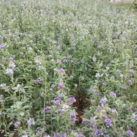 پرس یونجه|خوردنی و آشامیدنی|اصفهان, ارداجی|دیوار