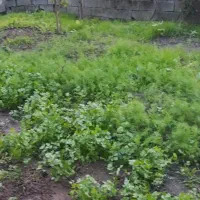 خدمات سبزی خورشتی آشی وپیاز سرخ شده