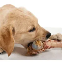 غذا سگ لاشه گاو