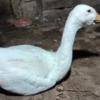 جوجه قو غاز لیندا(اصل)|حیوانات مزرعه|بهشهر, |دیوار