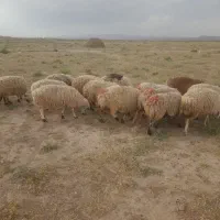 میش گوزلی چاق مناسب برای قربانی
