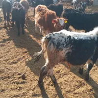 گوساله گیل وگیلدورگ واکسن تب برفکی خورده ۴۳ملیون|حیوانات مزرعه|پیشوا, |دیوار