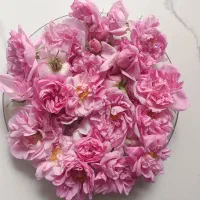 گل محمدی تازه