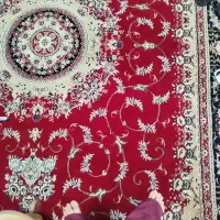 فرش فروش|فرش|مرودشت, تامین اجتماعی‎|دیوار