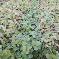 نهال توت فرنگی فوری|گل و گیاه طبیعی|خان ببین, |دیوار