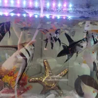 ماهی گوپی آکواریومی .زنده زا