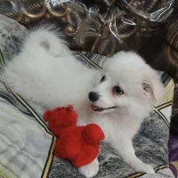 سگ پامر خرسی