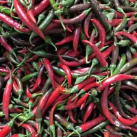 خریدار و فروشنده فلفل قرمز قلمی هستم برای کارخانه