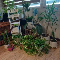 ۱۳ عدد گلدان با گل های مختلف یکجا فروش