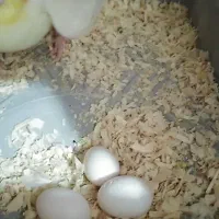 جفت لوتیتو کار داده