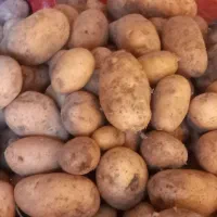 فروش سیب زمینی درجه یک|خوردنی و آشامیدنی|تهران, میدان میوه و تره‌بار مرکزی|دیوار