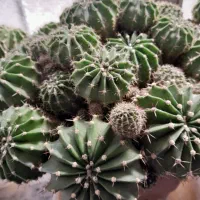 گل کاکتوس|گل و گیاه طبیعی|پیر بکران, |دیوار