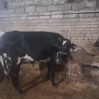 گاو با گوساله