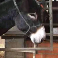 الاغ|حیوانات مزرعه|ارومیه, |دیوار