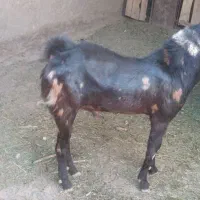 کهر نرکاموری|حیوانات مزرعه|ماهان, |دیوار