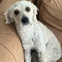 واگذاری حیوانات