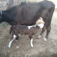 فروش گاو گوساله