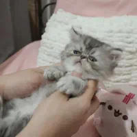 گربه سوپرفلت پرشین|گربه|رشت, کوی حسینی|دیوار